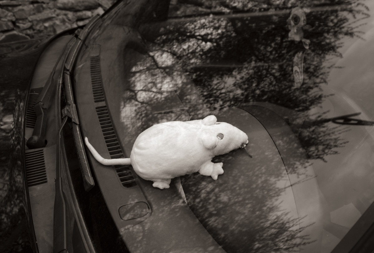 Rat protection for car